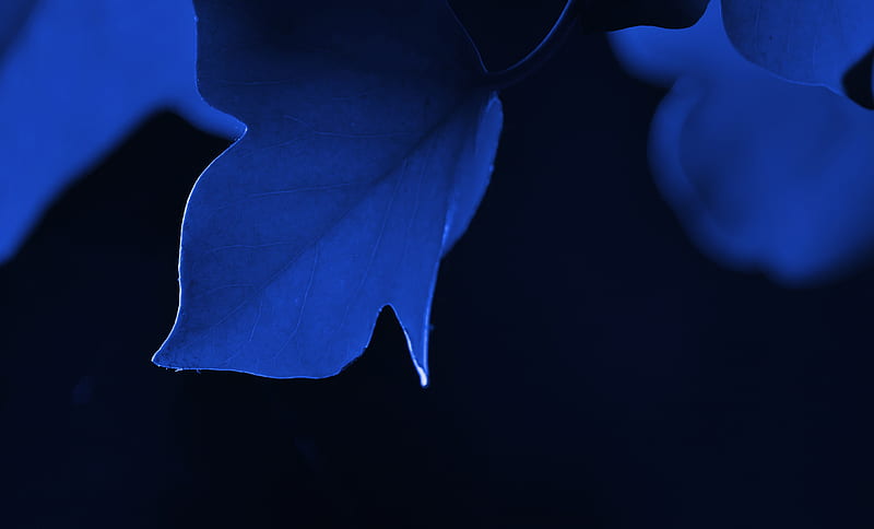 Blue Leaf Macro, leaf, nature, macro, blue, HD wallpaper
