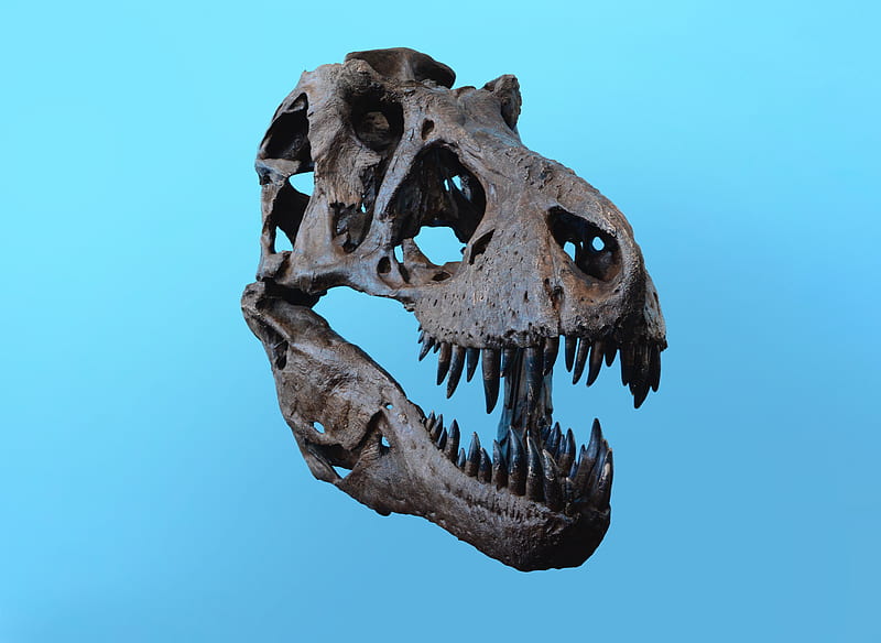 dinosaur skull artifact, HD wallpaper