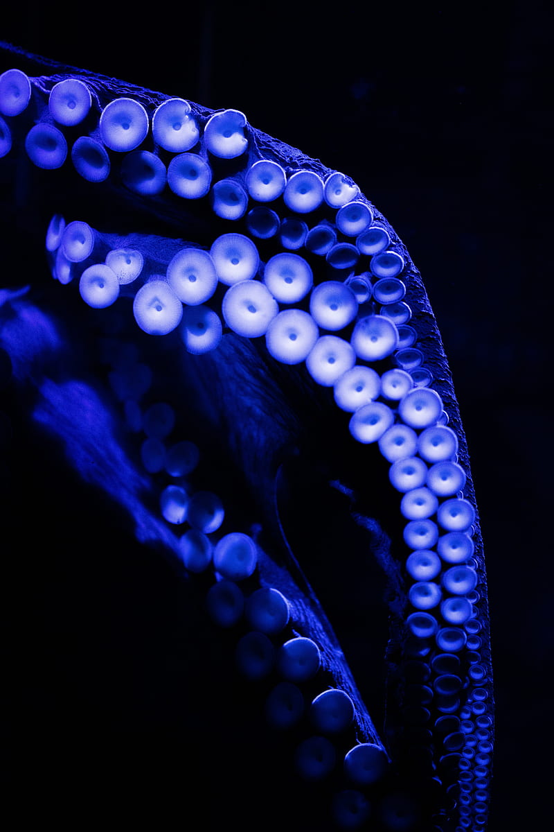 octopus, tentacles, close-up, blue, dark, HD phone wallpaper
