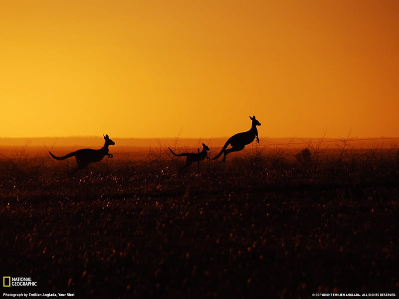Eastern Gray Kangaroos Australia-National Geographic magazine, HD wallpaper