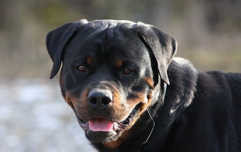 *** Rottweiler ***, czarny, psy, morda, zwierzeta, HD wallpaper
