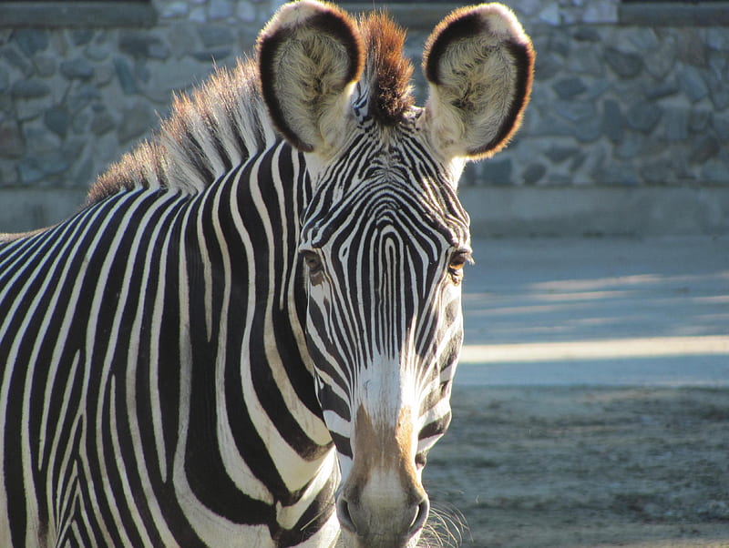 GREVY'S ZEBRA, endangered, stripes, eastern, wildlife, zebras, africa, HD wallpaper