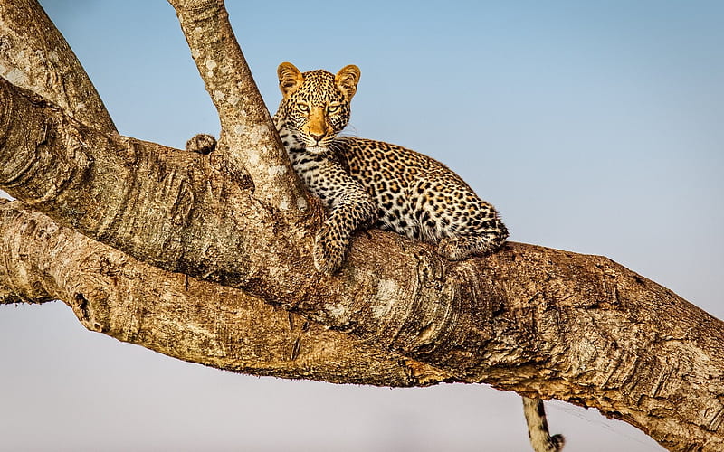 Leopard, predator, Africa, tree, wildlife, HD wallpaper