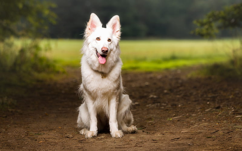 Berger Blanc Suisse, White Swiss Shepherd Dog, white dog, pets, cute animals, HD wallpaper