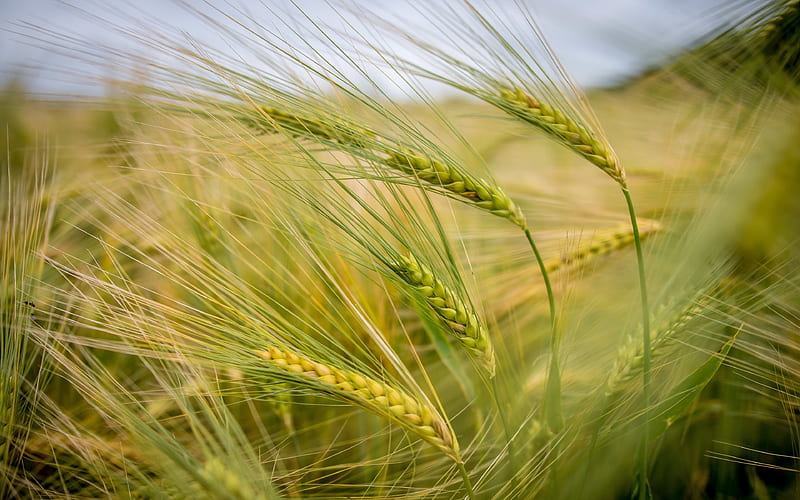 green spikelets, barley field, crop, field, ears, HD wallpaper