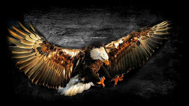 Bald Eagle Work of Art, BIRDS OF PREY, EAGLES, BEAUTY, NATURE, HD wallpaper