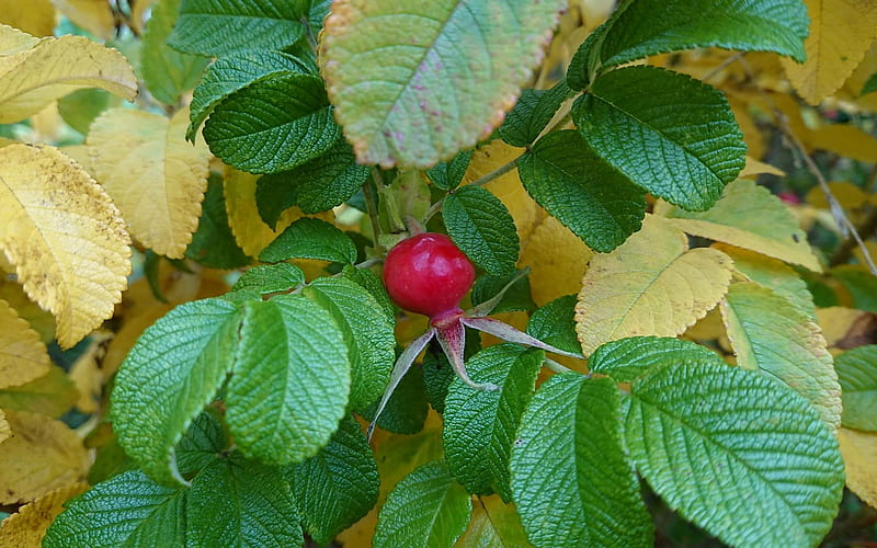 Rosehip, autumn, Latvia, fruit, wild rose, HD wallpaper