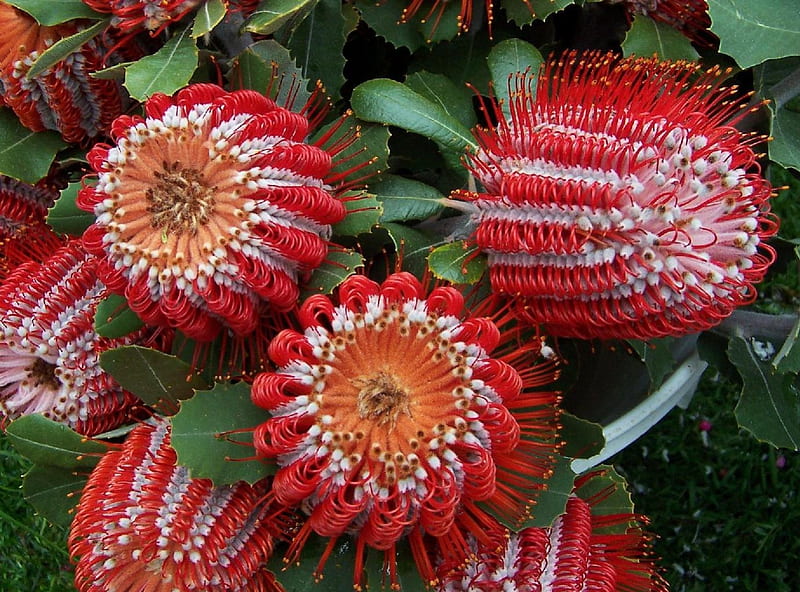 Flowering Banksia, red banksia, flower cones, HD wallpaper