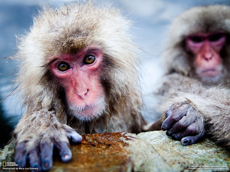 cheeky monkey, cheeky, cute, monkey, baboons, HD wallpaper