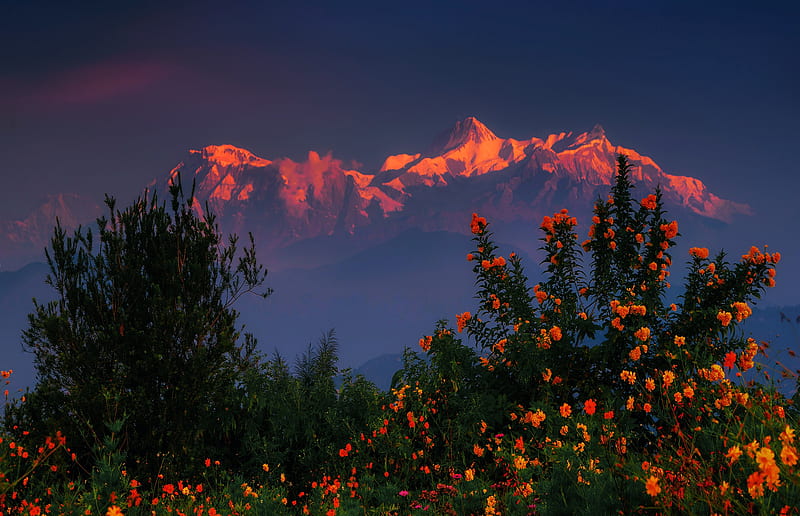 Mountains, Himalayas, Bush, Flower, Mountain, Nepal, Sunset, HD wallpaper