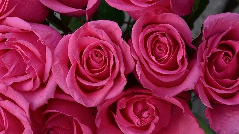 Roses, petals, flowers, tenderness, pink, HD wallpaper | Peakpx