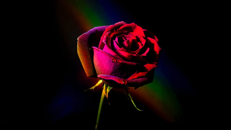 Red rose, water drops, petals, close-up, Flowers, HD wallpaper | Peakpx