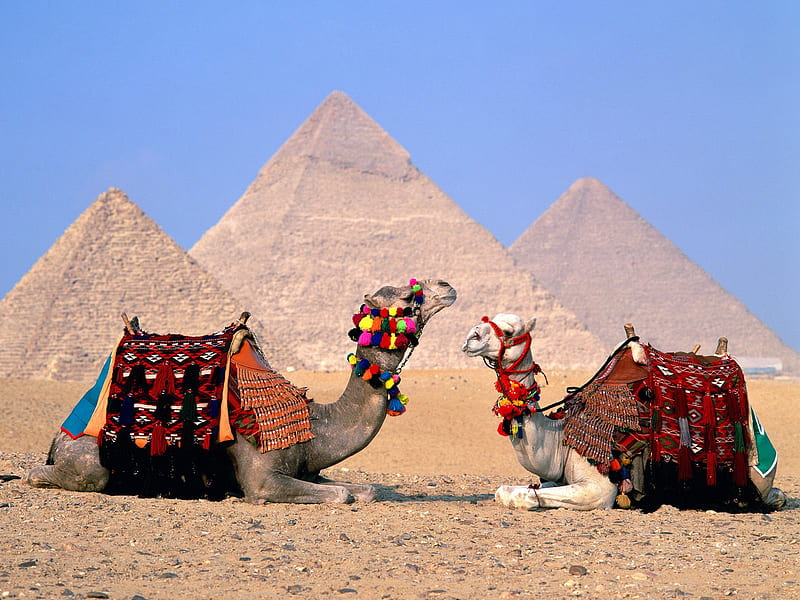 Camels at Giza cool, camels-in-egypt, parking lot, giza, pyramid, camels, camel, egypt, HD wallpaper