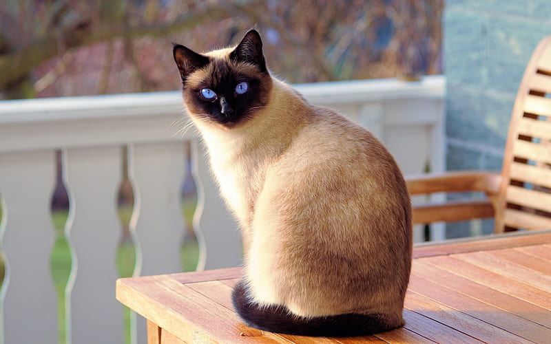 Siam's Cat, table, blue eyes, cat, animal, veranda, HD wallpaper