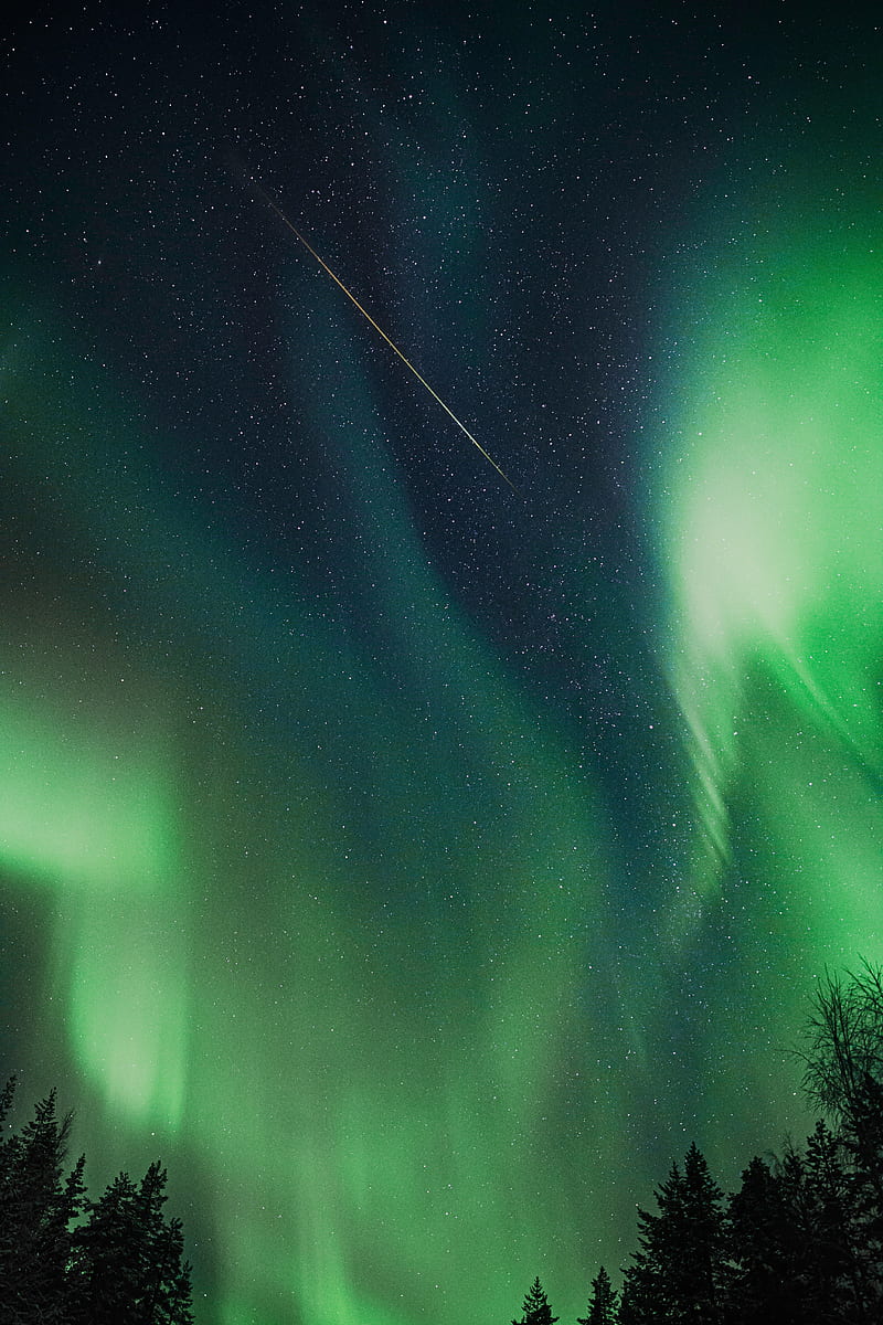 northern lights, aurora, night, trees, sky, HD phone wallpaper