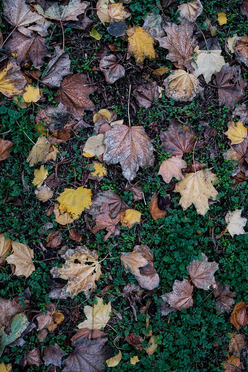brown dried leaves on green grass, HD phone wallpaper