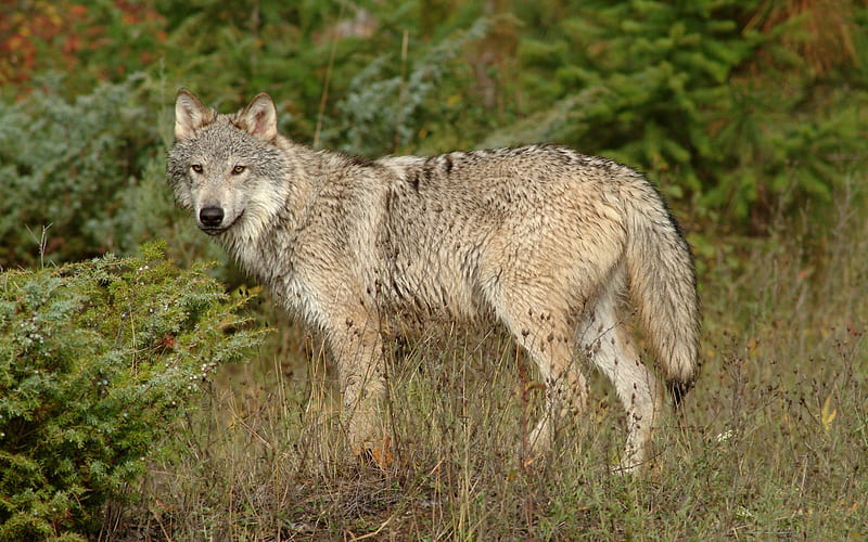 wolf montana-Nature wild animals Featured, HD wallpaper