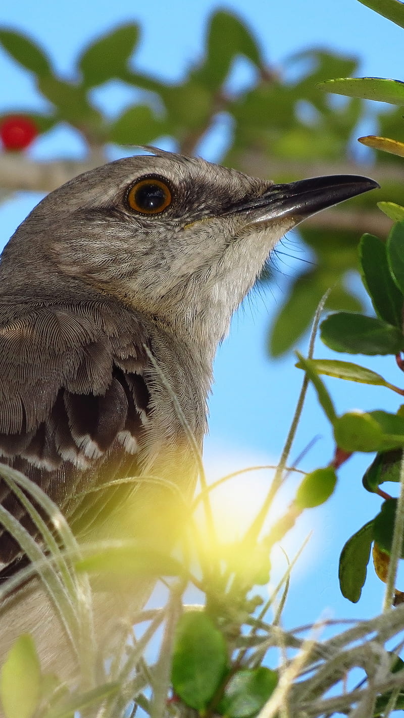 Mockingbird, animal, ave, bird, nature, orlandofl, HD phone wallpaper