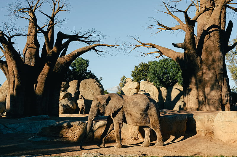 Elephant Walking on Dirt Ground, HD wallpaper