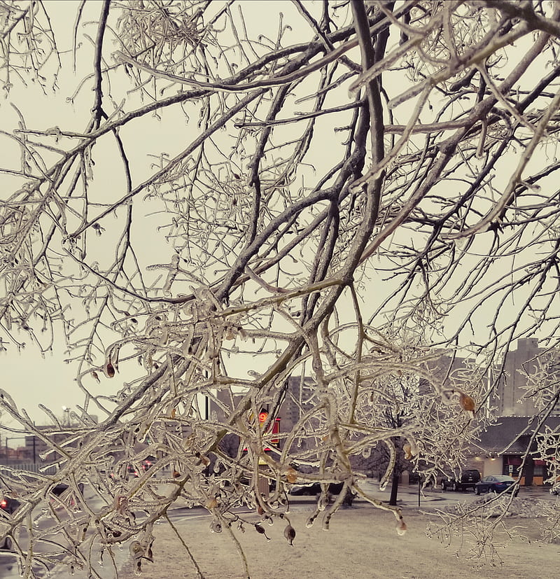 Iced branches, ice, nature, tree, winter, HD phone wallpaper | Peakpx