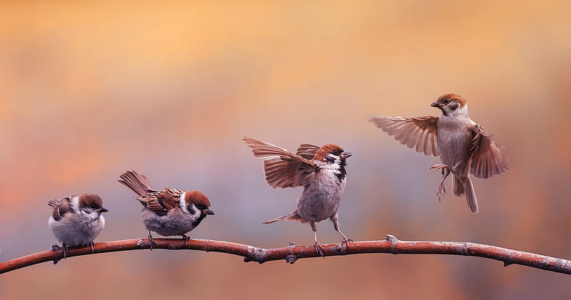 Little birds, Sparrows, Branch, Birds, Nature, HD wallpaper