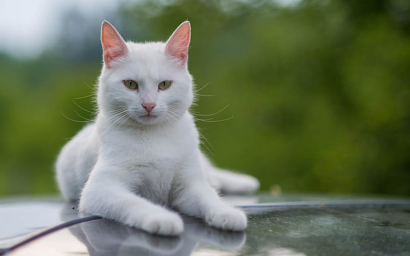 Turkish Angora, pets, cats, white cat, close-up, Turkish Angora Cat, HD wallpaper