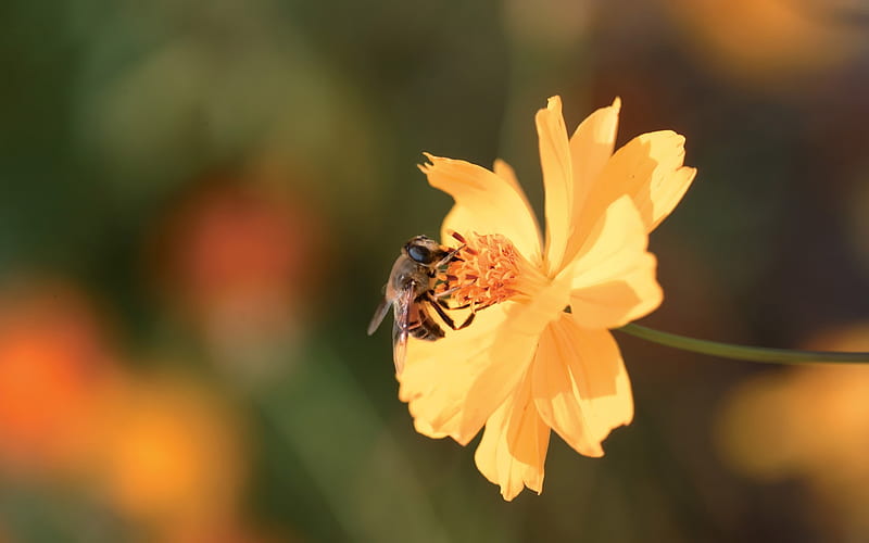 A bee on a yellow flower, HD wallpaper
