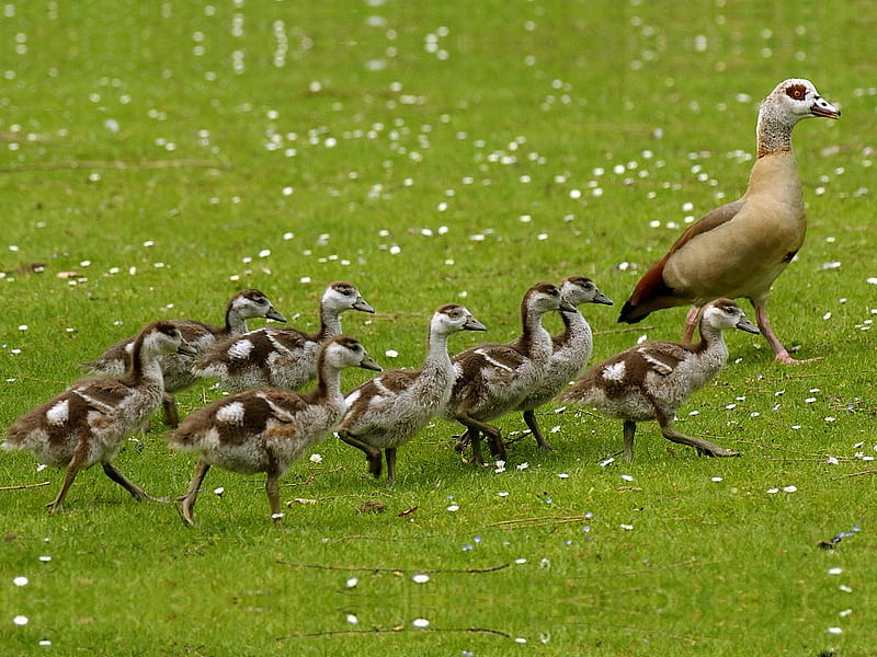 Egyptian goose with goslings, family, goose, mother, grass, HD wallpaper