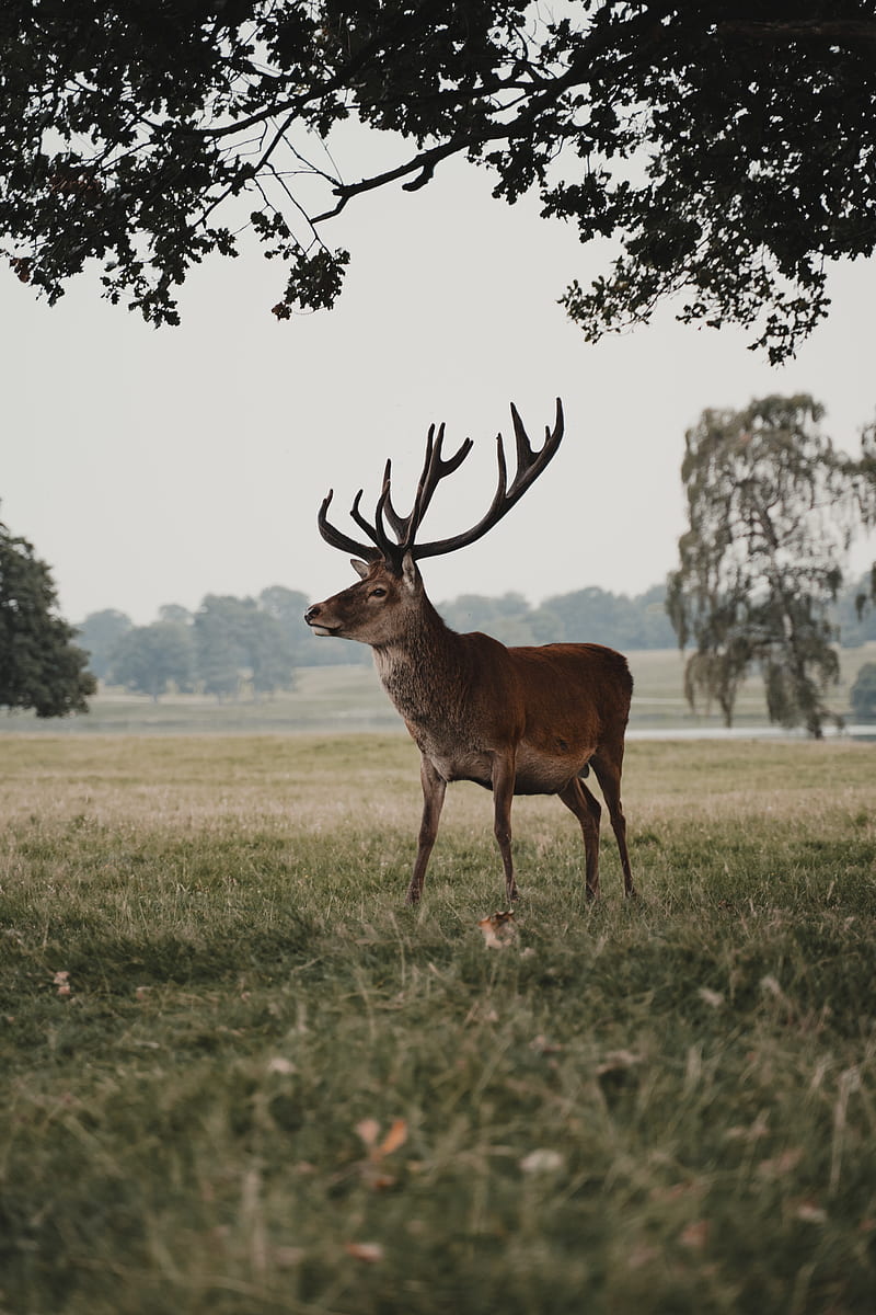 deer, animal, field, wildlife, HD phone wallpaper