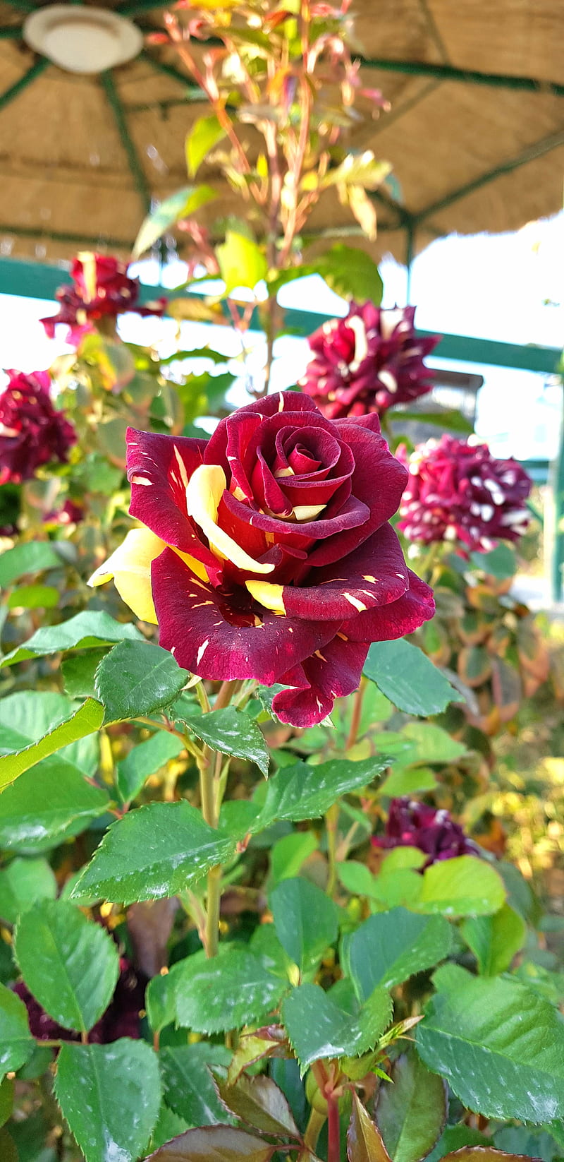 Rose hybrid flower, galaxy note 8, qizil gul, HD phone wallpaper