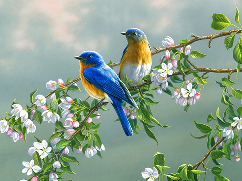 Things to come, colors, birds, yellow, spring, sky, branch, clouds, two birds, painting, blossoms, flowers, white, blue, HD wallpaper