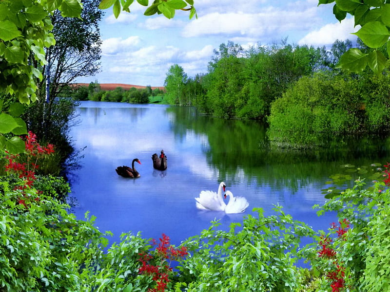 Quartet, pretty, shore, grass, bonito, nice, love, reflection, lovely, park, sky, trees, swans, lake, pond, paradise, plants, flower, summer, nature, HD wallpaper