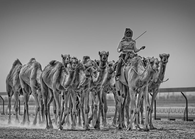 Camel caravane, dromedary, caravane, camel, animals, HD wallpaper