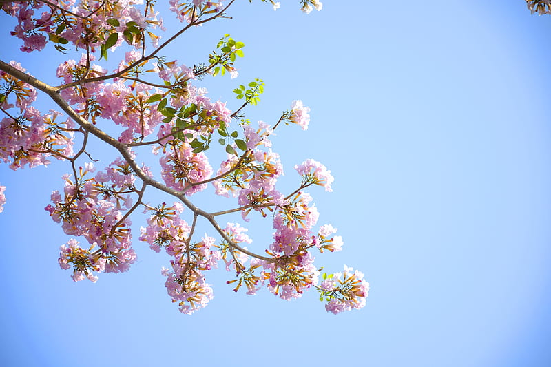 Pink Petaled Flowers Blooming during Daytime, HD wallpaper