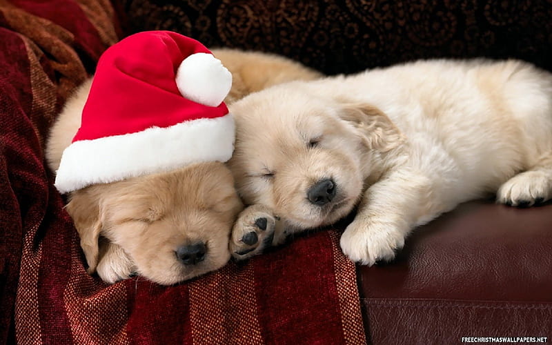 A Country Cozy Christmas, red, cozy, christmas, golden, together, yellow, country, sleeping, hat, puppies, love, siempre, labradors, animals, dogs, HD wallpaper