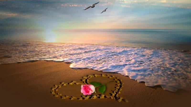 ~*~ My Heart On The Sand ~*~, beach, romantic, rose, ocean, birds, pink, HD wallpaper