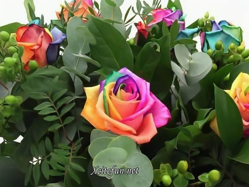 Rainbow roses, colorful, rainbow, roses, friends, HD wallpaper
