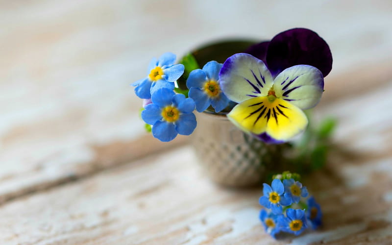 Little Flowers , graphy, flower, pansies, flowers, bonito, forget me not, blue, thimble, HD wallpaper