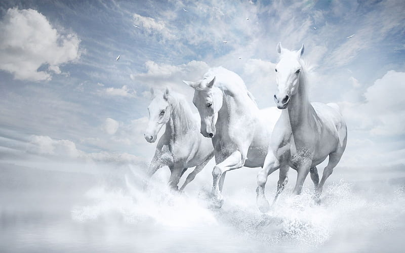 1920x1080px, 1080P free download White Horses, running, bonito, white