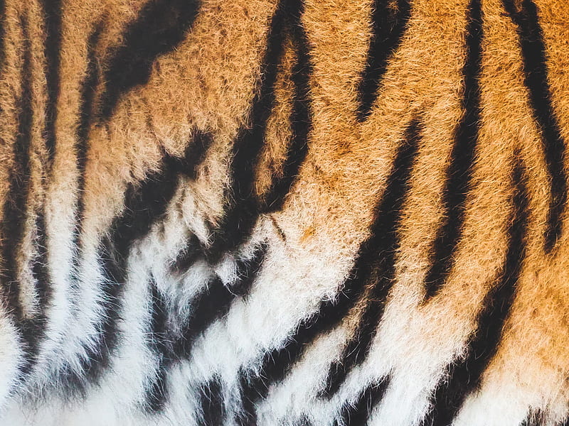 close view of tiger skin, HD wallpaper