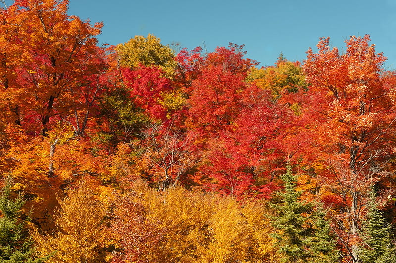 Algonquin Provincial Park, fall, autumn, leaves, colors, trees, HD wallpaper