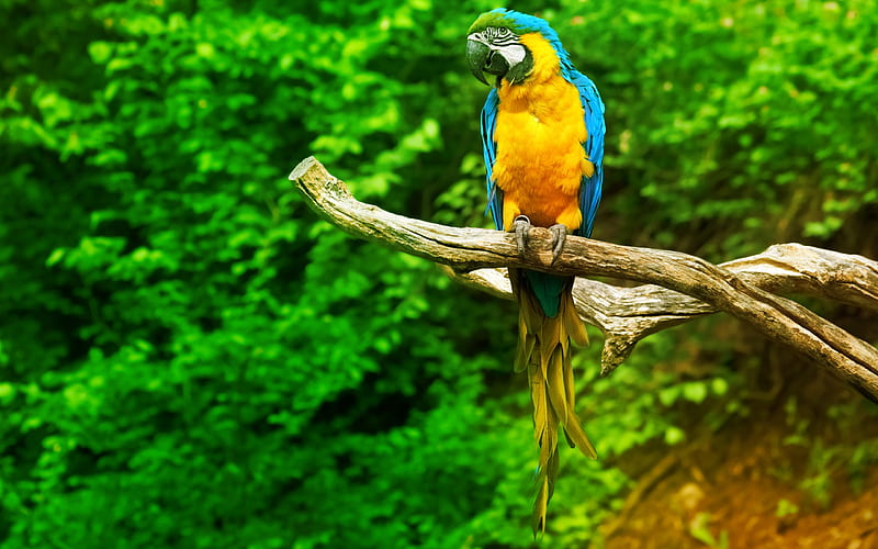 Macaw, jungle, parrots, branch, colorful parrot, Ara, HD wallpaper