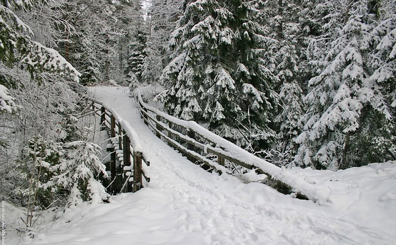 Snow covered bridge, forest, deep snow, bridge, frosty trees, winter, HD wallpaper