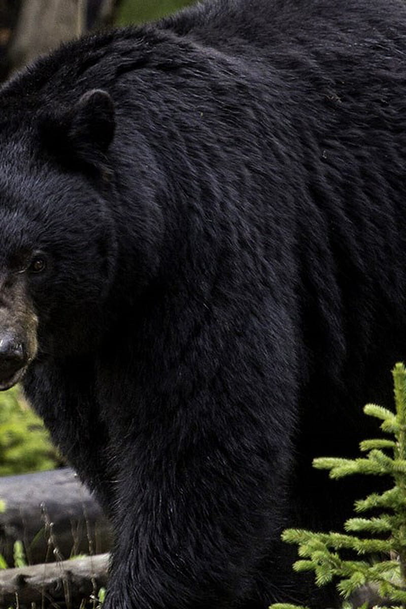 Black bear breaks into cabin, injures vacationing man, wildlife officials say, American Black Bear, HD phone wallpaper