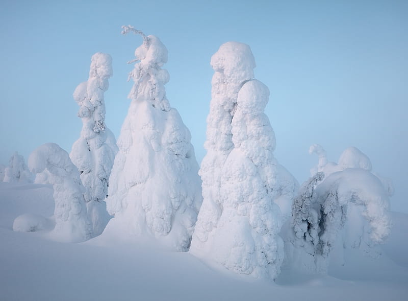 Lapland Winter Snow Ultra, Europe, Finland, bonito, Landscape, Winter, White, Trees, Cold, Covered, Snow, Snowy, lapland, HD wallpaper
