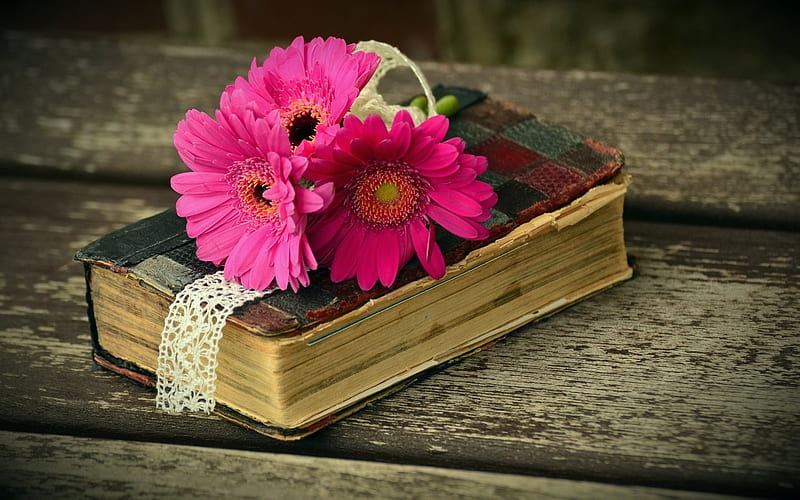 Libro viejo con flores de gerbera, gerbera, flores, libro, viejo, Fondo de  pantalla HD | Peakpx