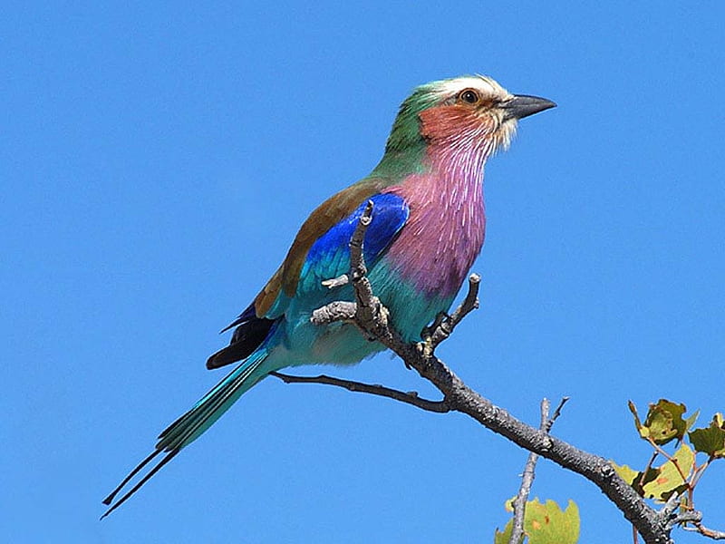 lilac breasted roller, lilac, bird, breasted, roller, HD wallpaper