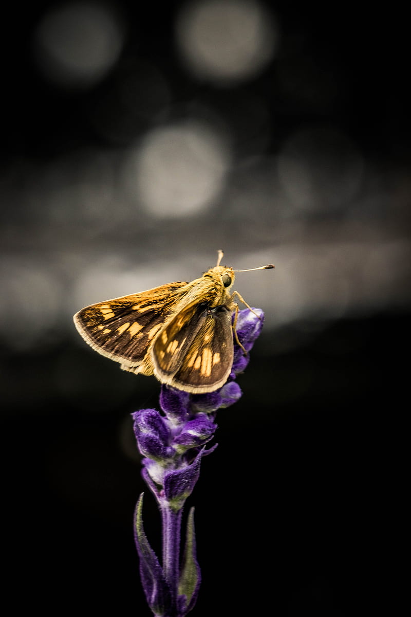 moth, wings, flowers, dark, HD phone wallpaper