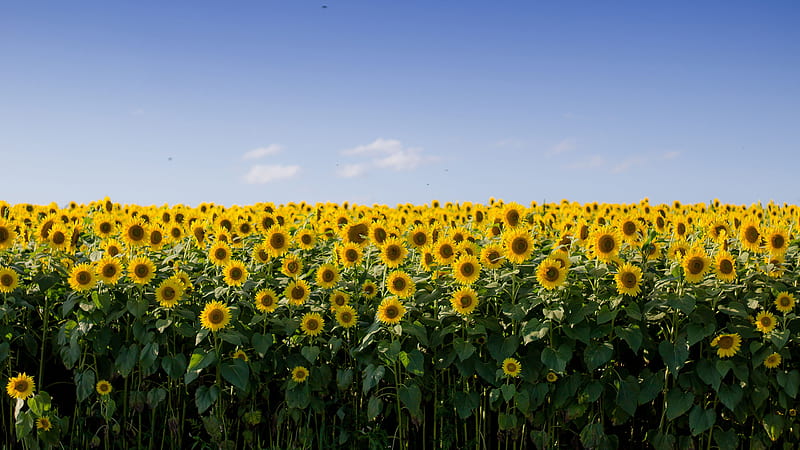 Sunflowers Field Under Blue Sky Flowers, HD wallpaper