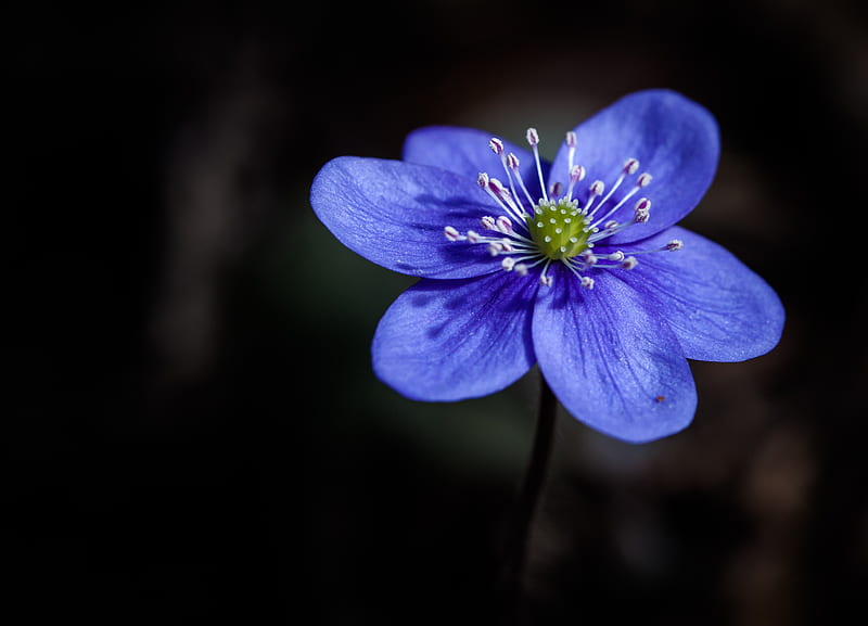 liverwort, flower, petals, macro, blue, HD wallpaper